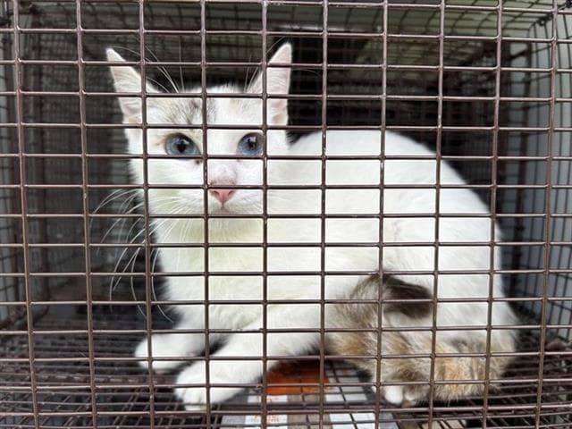 Unknown - Domestic Short Hair