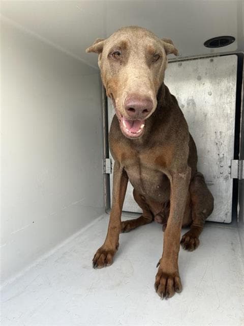 Unknown - Doberman Pinscher