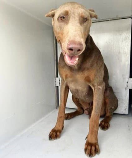 Unknown - Doberman Pinscher