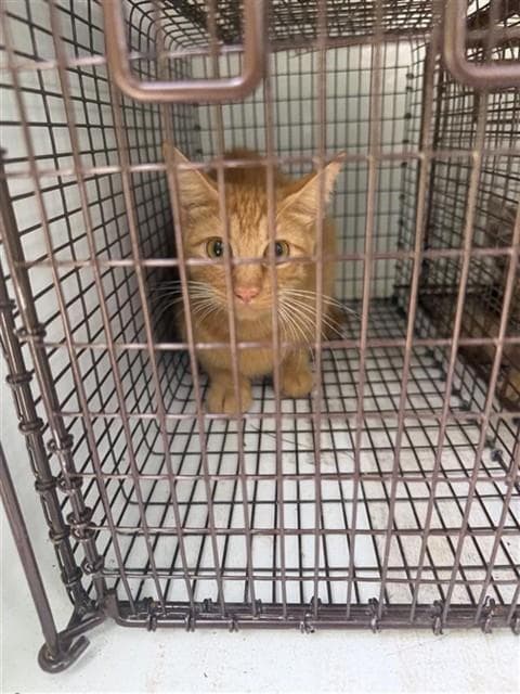 Unknown - Domestic Short Hair
