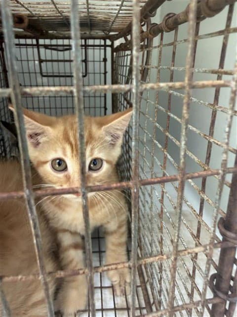 Unknown - Domestic Short Hair