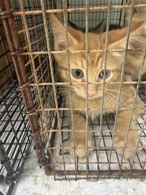 Unknown - Domestic Short Hair