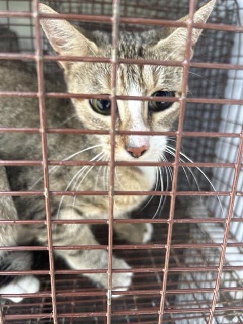 Unknown - Domestic Short Hair