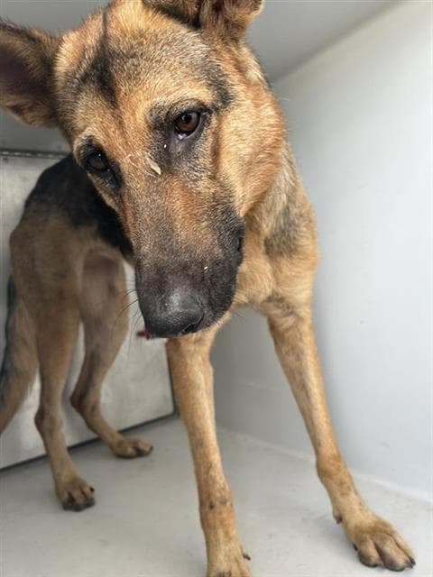 Unknown - German Shepherd Dog