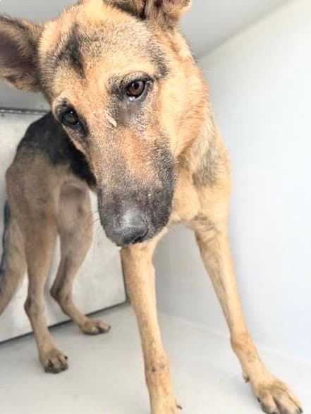 Unknown - German Shepherd Dog