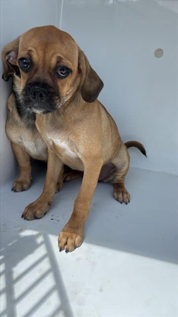 Unknown - Beagle