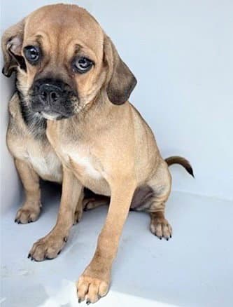 Unknown - Beagle