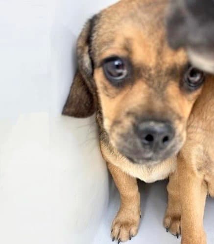 Unknown - Beagle