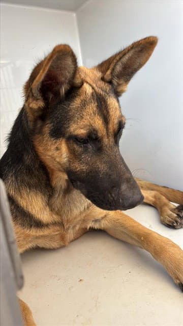 Unknown - German Shepherd Dog