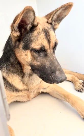 Unknown - German Shepherd Dog