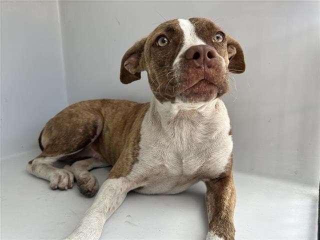 Unknown - Pit Bull Terrier