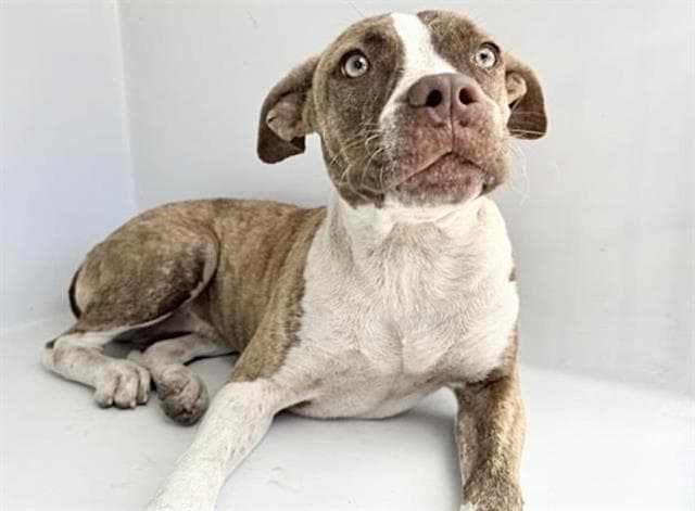 Unknown - Pit Bull Terrier