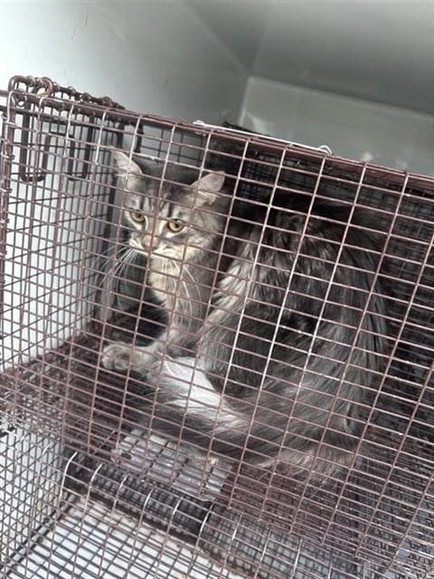 Unknown - Domestic Short Hair