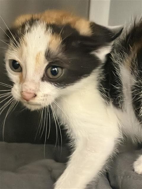 Unknown - Domestic Short Hair