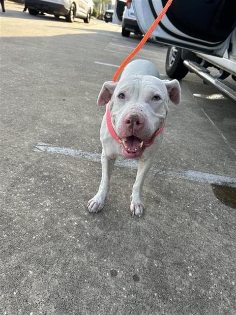 Nami - Pit Bull Terrier