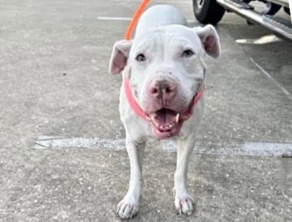 Nami - Pit Bull Terrier