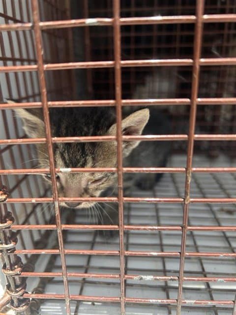 Unknown - Domestic Short Hair