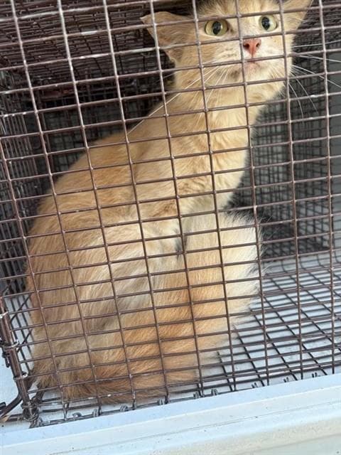 Unknown - Domestic Medium Hair