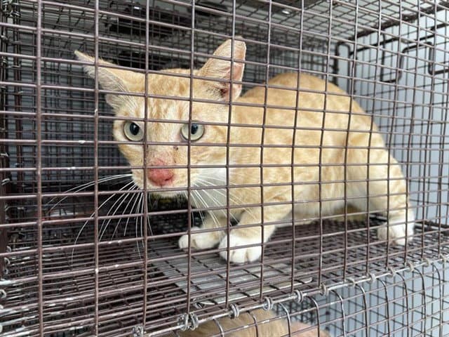 Unknown - Domestic Short Hair