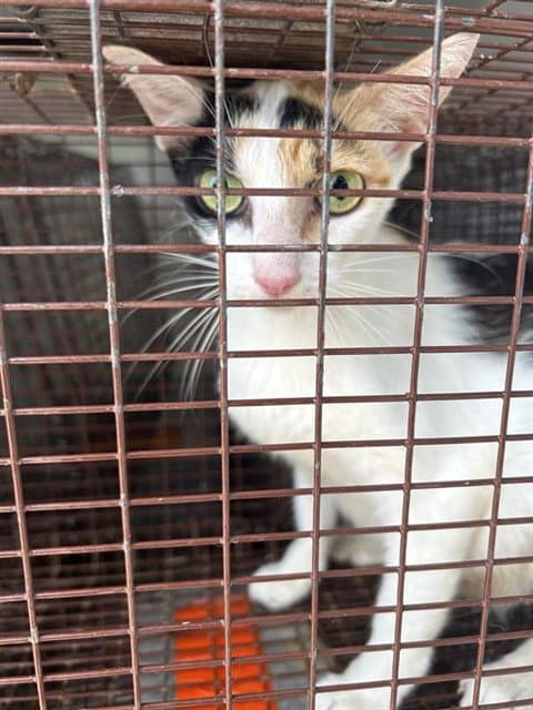 Unknown - Domestic Short Hair