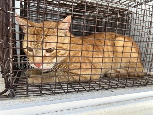 Unknown - Domestic Short Hair