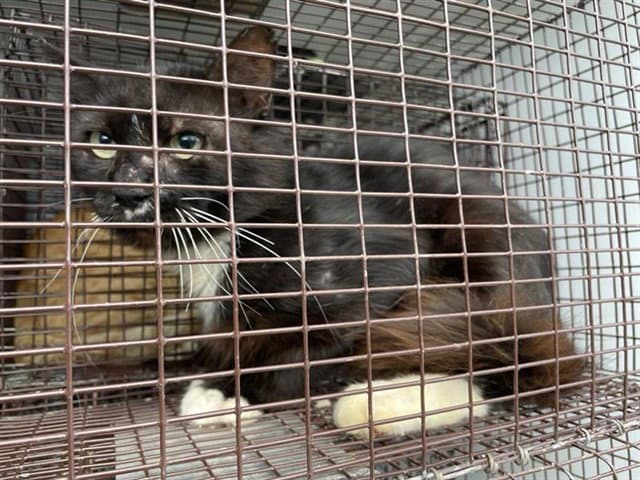 Unknown - Domestic Medium Hair