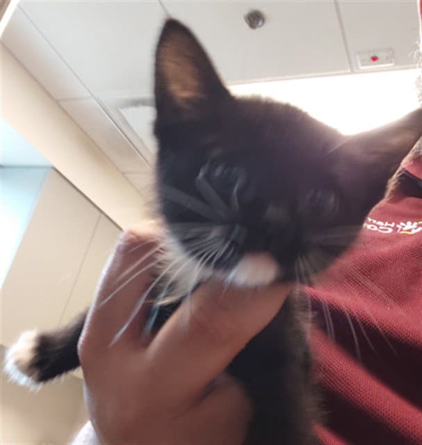 Stormy - Domestic Short Hair