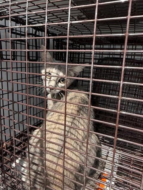 Unknown - Domestic Short Hair