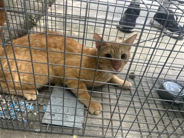 Unknown - Domestic Short Hair