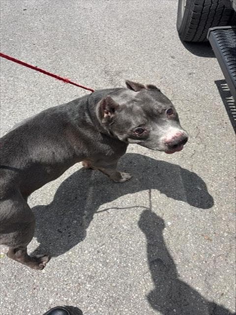 Unknown - Pit Bull Terrier