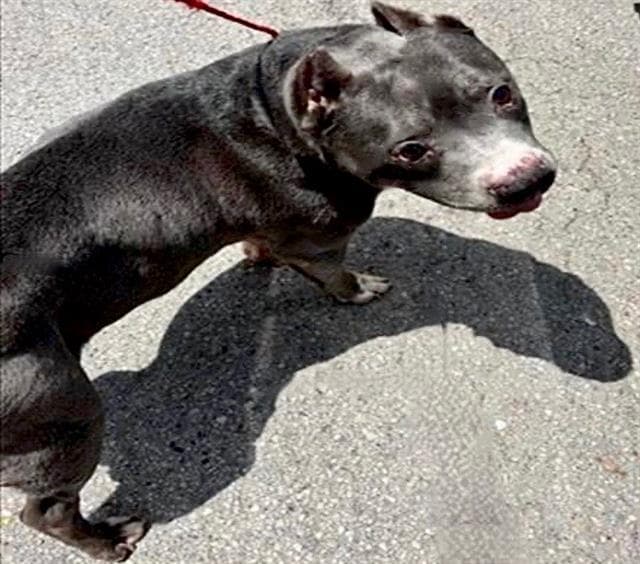 Unknown - Pit Bull Terrier