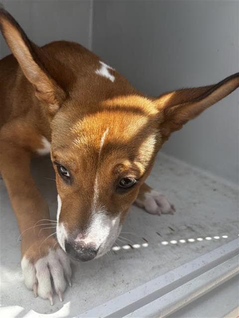 Unknown - Basenji