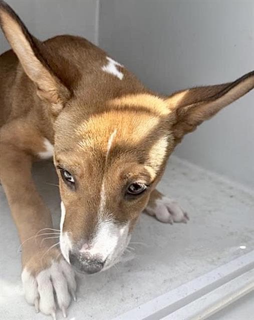Unknown - Basenji