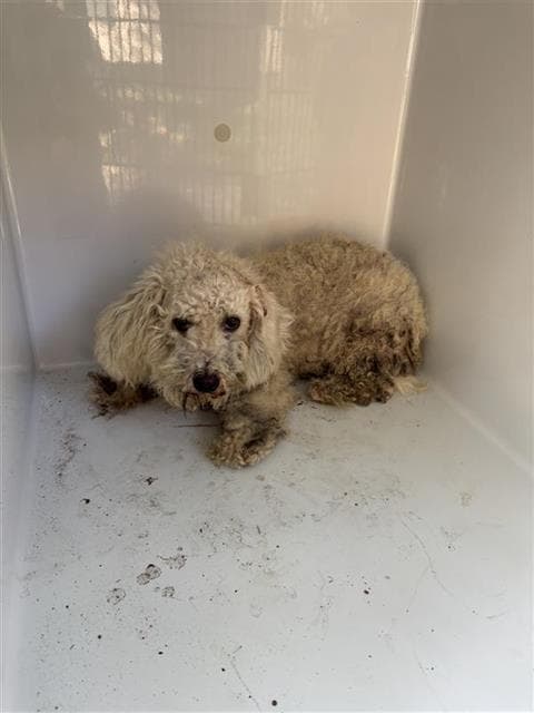 Unknown - Poodle (Standard)