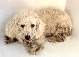 Unknown - Poodle (Standard)