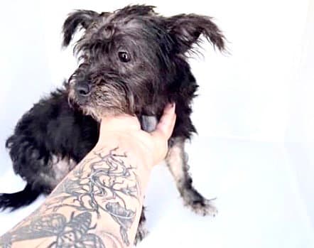 Unknown - Schnauzer