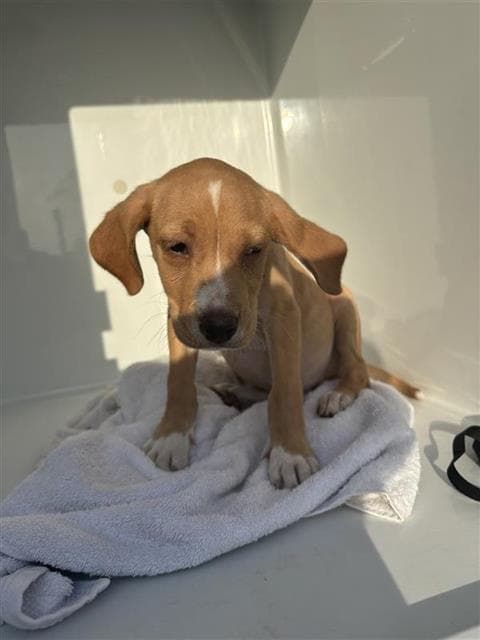Unknown - Labrador Retriever