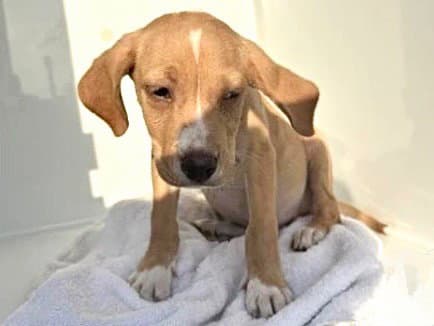 Unknown - Labrador Retriever