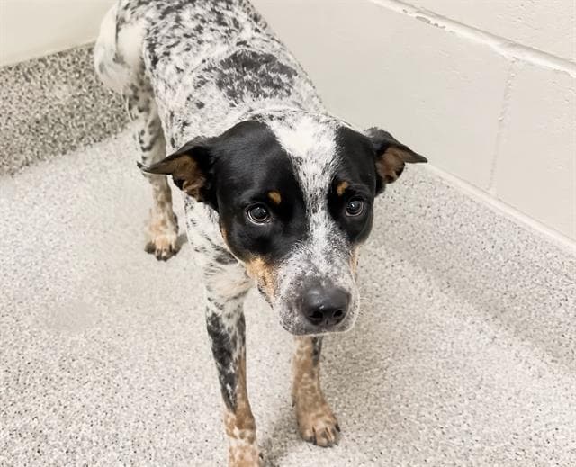 Rocket - Australian Cattle Dog/Blue Heeler