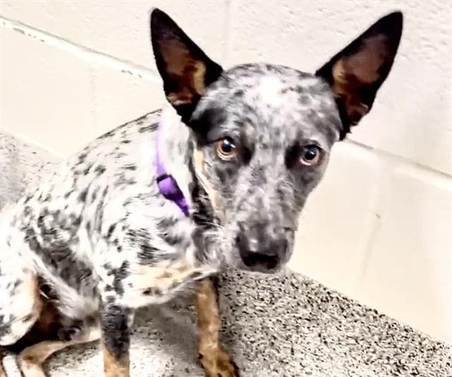 Oakley - Australian Cattle Dog/Blue Heeler