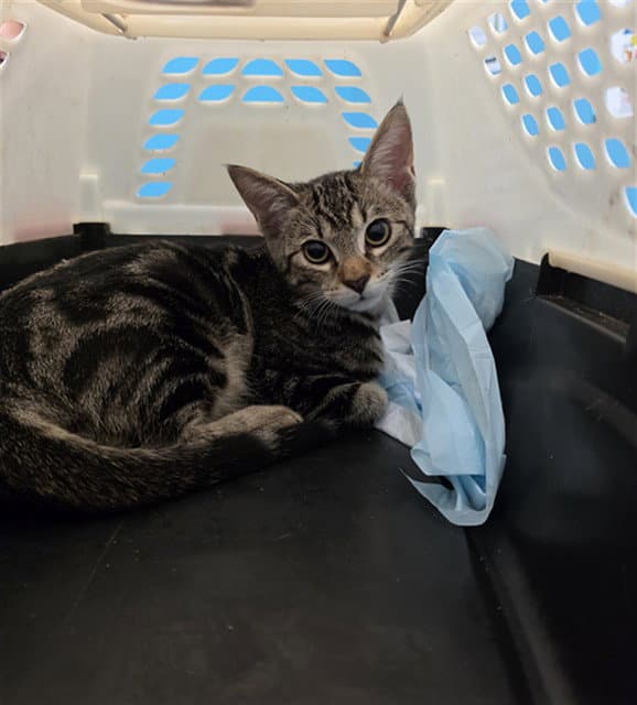 Louie - Domestic Short Hair