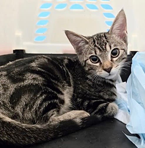 Louie - Domestic Short Hair