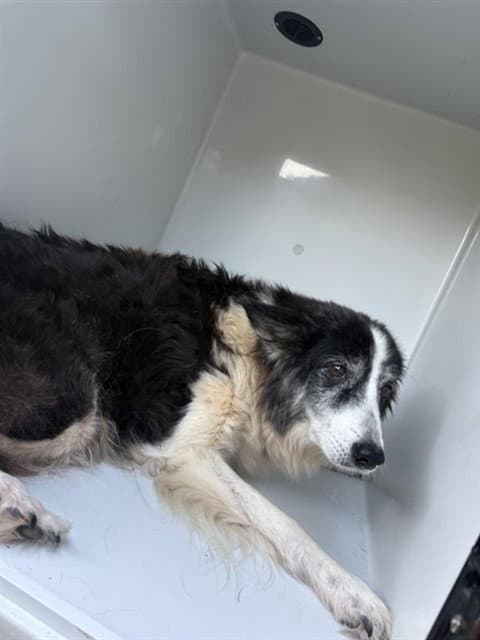 Unknown - Border Collie