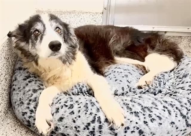 Unknown - Border Collie