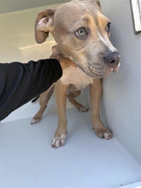 Unknown - Pit Bull Terrier