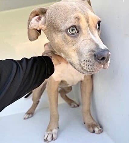 Unknown - Pit Bull Terrier