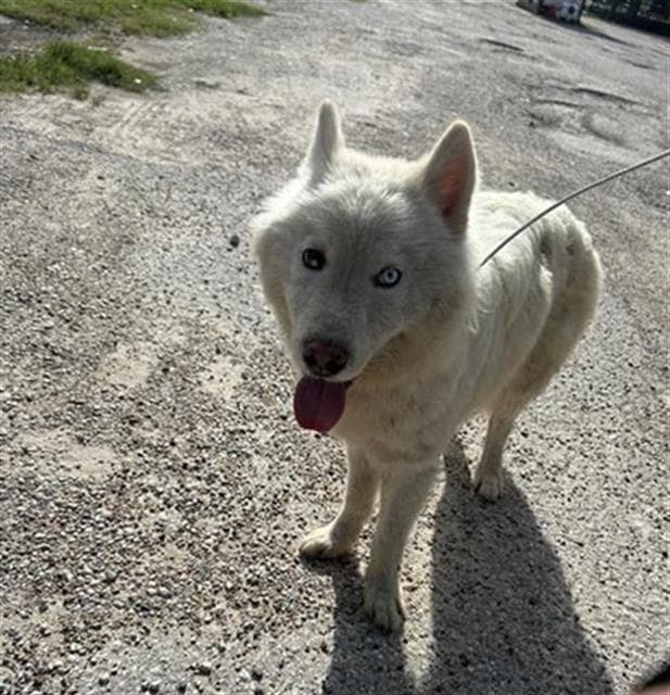 Unknown - Husky