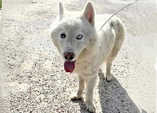Unknown - Husky