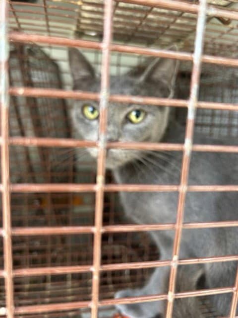 Unknown - Domestic Short Hair