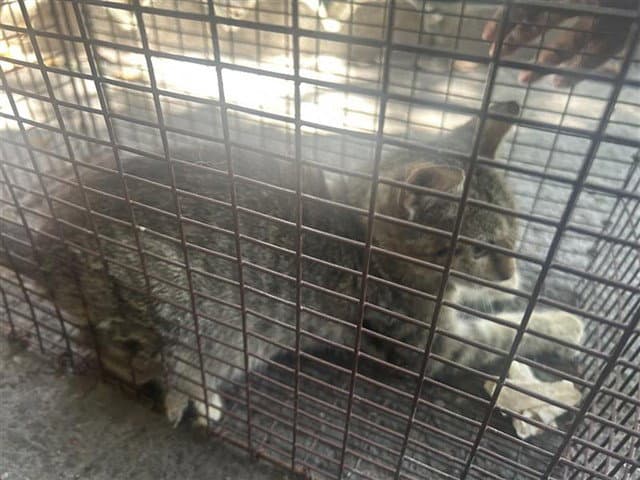 Unknown - Domestic Short Hair